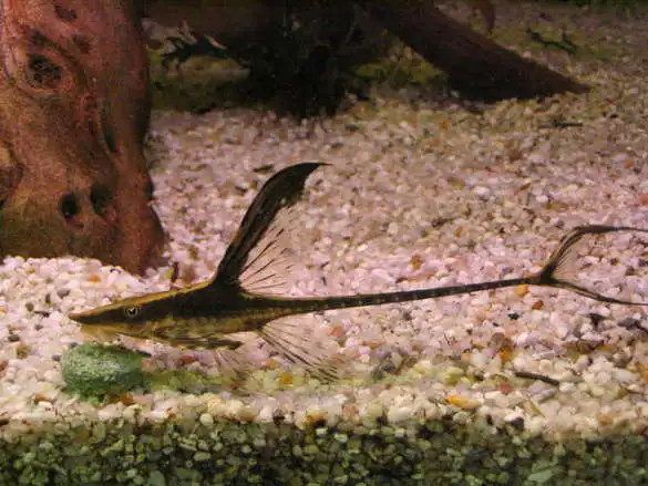 Grenmalle Sturisoma aureum